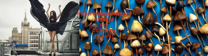 Галлюциногенные грибы Psilocybe  Беслан 